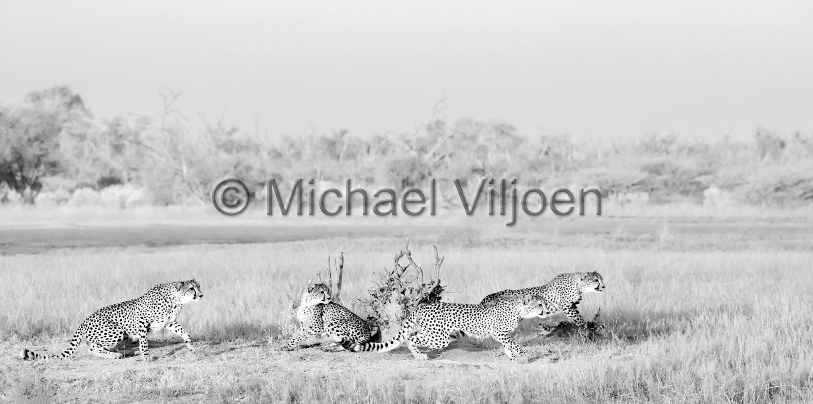 Black and White Photography